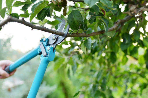 Residential Tree Removal in Raven, VA